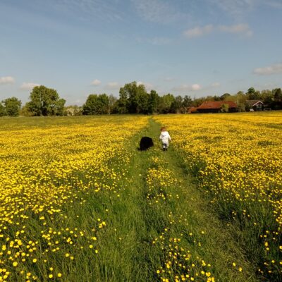 Buttercups in a field by Maggie Winship